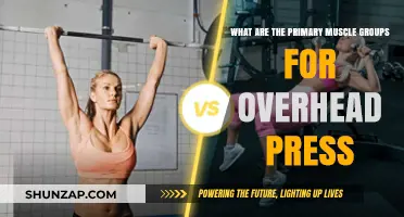 Mastering Overhead Press: Key Muscle Groups for Strength and Stability