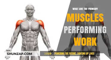 Primary Muscles at Work: Understanding Key Muscular Functions