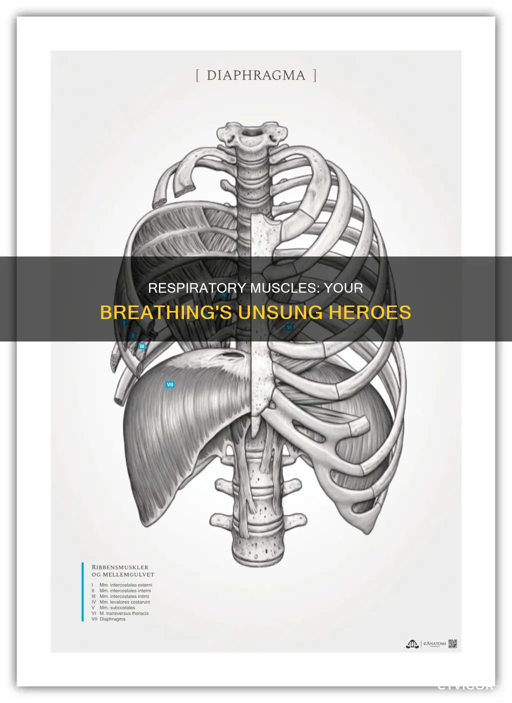 what are the respiratory muscles