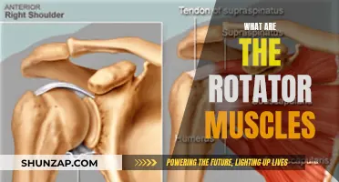 Rotator Muscles: The Ultimate Shoulder Stabilizers