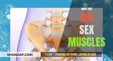 Sex Muscles: What Are They and How to Strengthen Them