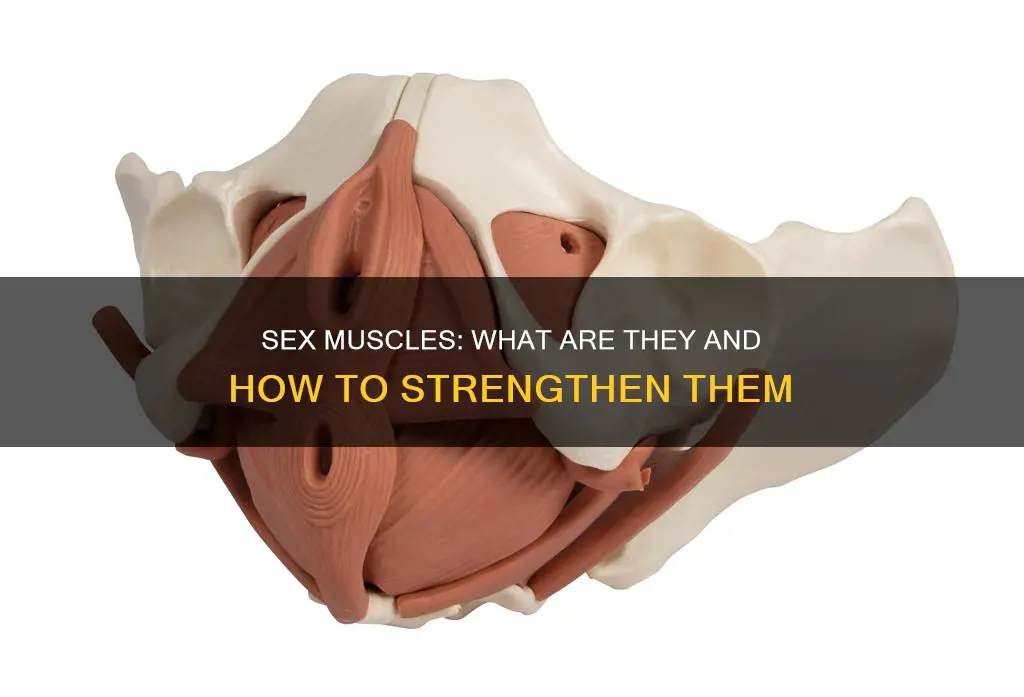 what are the sex muscles