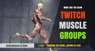 Understanding Slow Twitch Muscles: Key Groups and Their Functions Explained
