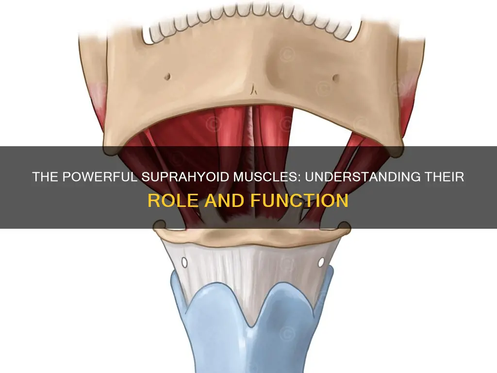 what are the suprahyoid muscles