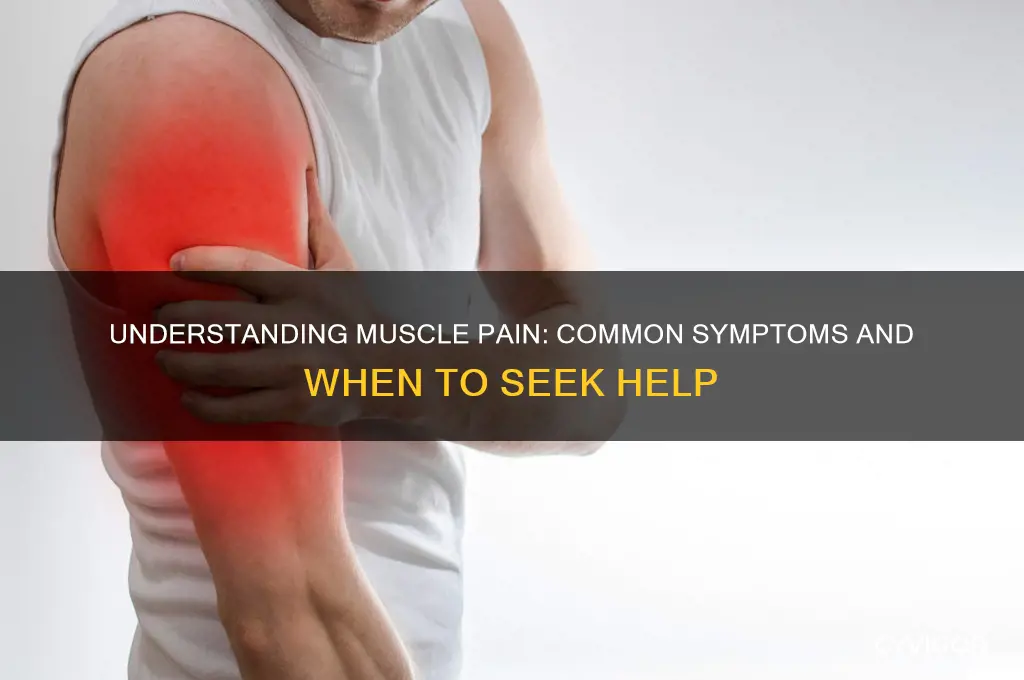 what are the symptoms of muscle pain
