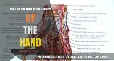Understanding the Hand's Three Primary Muscle Groups and Their Functions