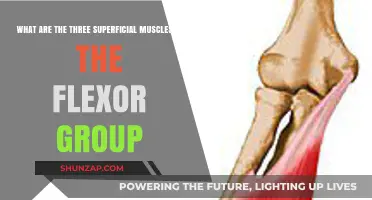 Exploring the Three Superficial Flexor Muscles: Anatomy and Function