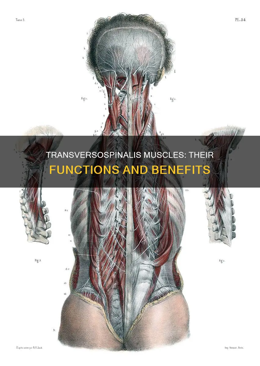 what are the transversospinalis muscles