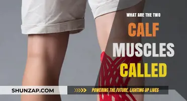 Unveiling the Dynamic Duo: Your Calf Muscles Explained