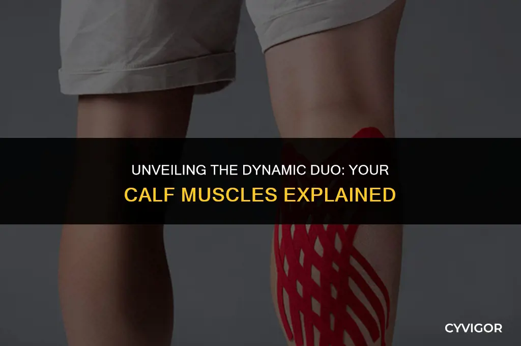 what are the two calf muscles called