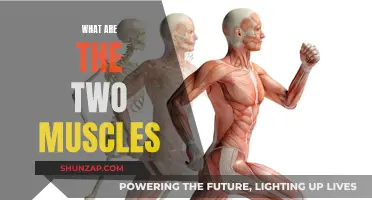 Muscle Anatomy: Understanding the Two Muscle Types