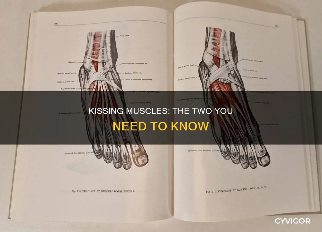 what are the twokissing muscles