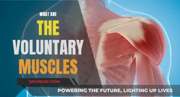 Understanding Voluntary Muscles: The Body's Conscious Movers