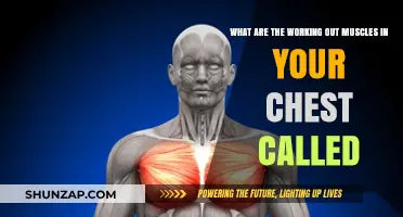 Understanding Your Chest Muscles: The Pectoralis Major and Minor Explained