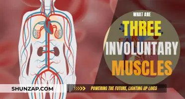 Involuntary Muscles: Three Unconscious Movers in Our Body