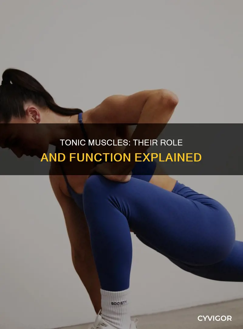 what are tonic muscles for