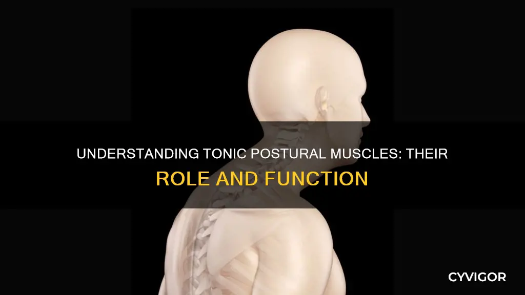 what are tonic postural muscles