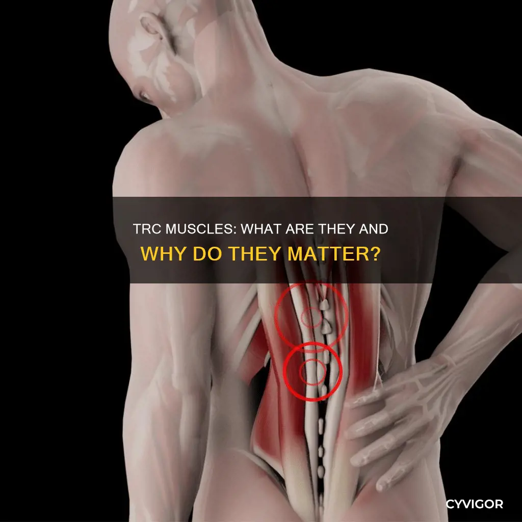 what are trc muscles