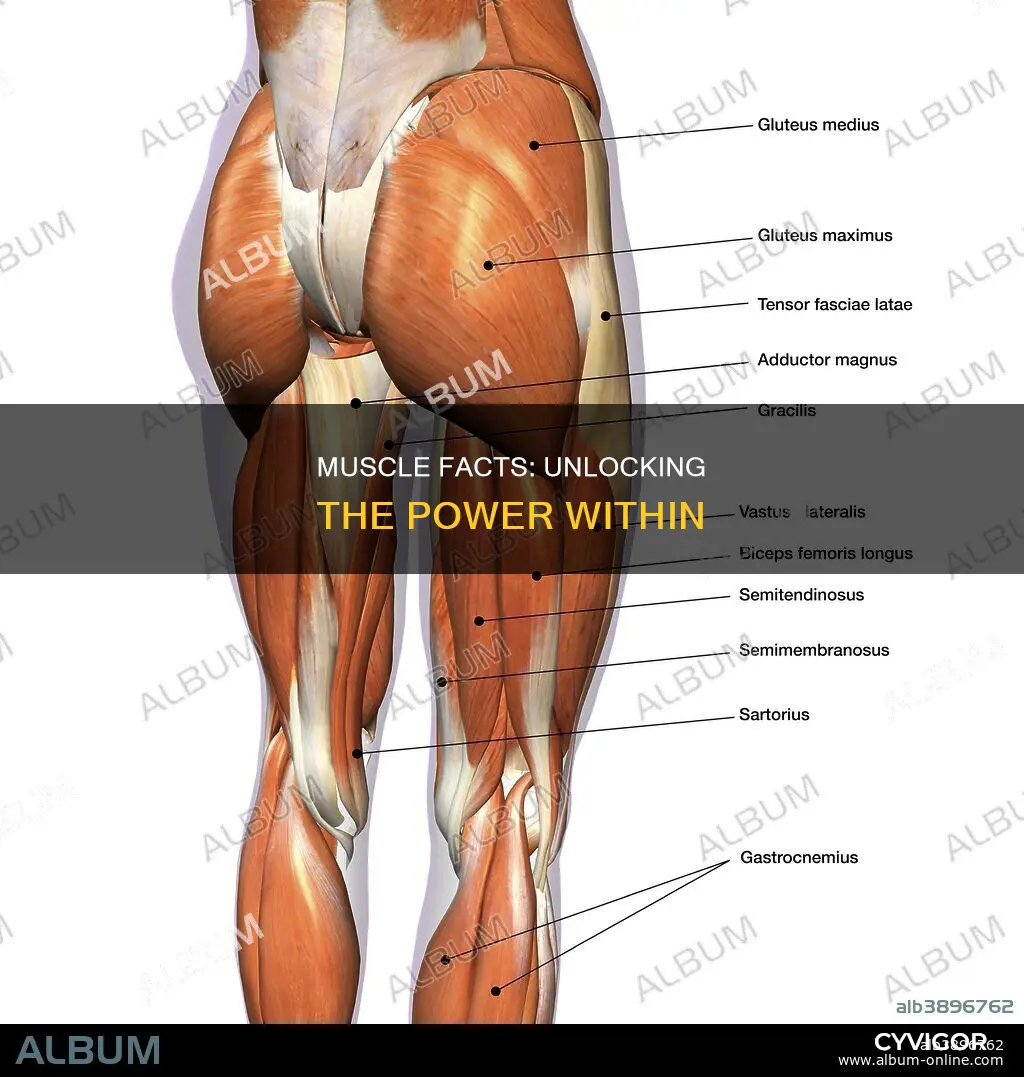 what are true about muscles