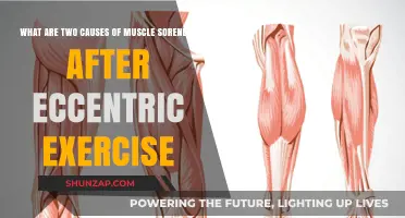 Why Eccentric Exercise Leads to Muscle Soreness