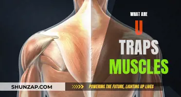 Unlocking the Power of U Trap Muscles