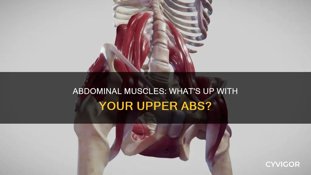 what are upper abdominal muscles