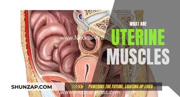 Uterine Muscles: Their Role and Function Explained