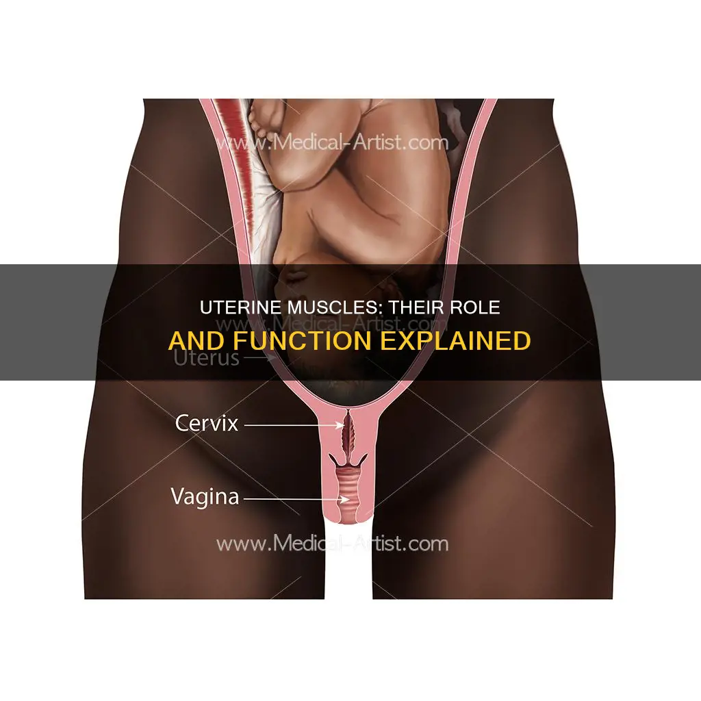 what are uterine muscles