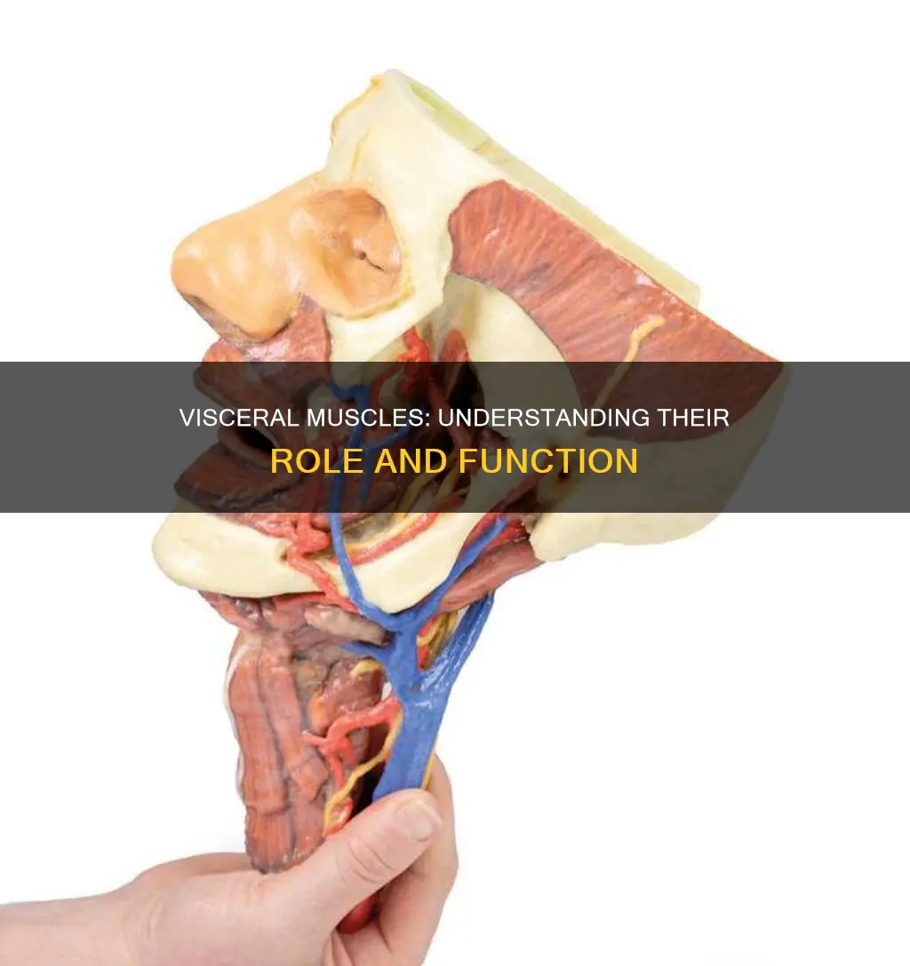 what are vicseral muscles