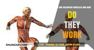 Understanding Voluntary Muscles: Function, Control, and Everyday Movement
