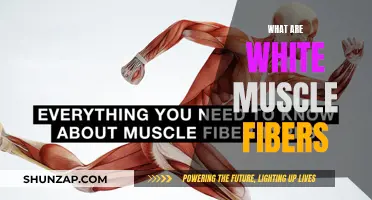 Understanding White Muscle Fibers: Their Role and Function