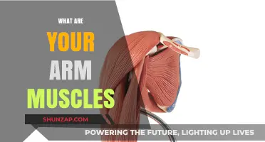 Understanding Your Arm Muscles: Anatomy, Function, and Strengthening Tips