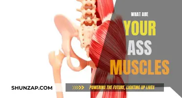 Gluteus Maximus: The Powerhouse of Your Body