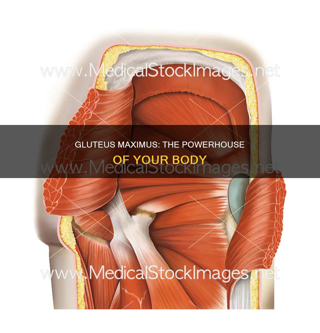 what are your ass muscles