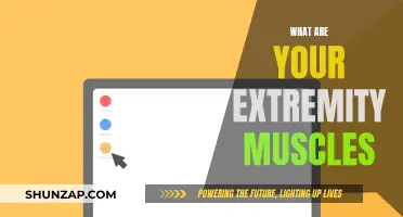 Understanding Your Extremity Muscles: An Overview