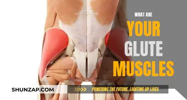 Glute Muscles: Understanding Their Function and Anatomy