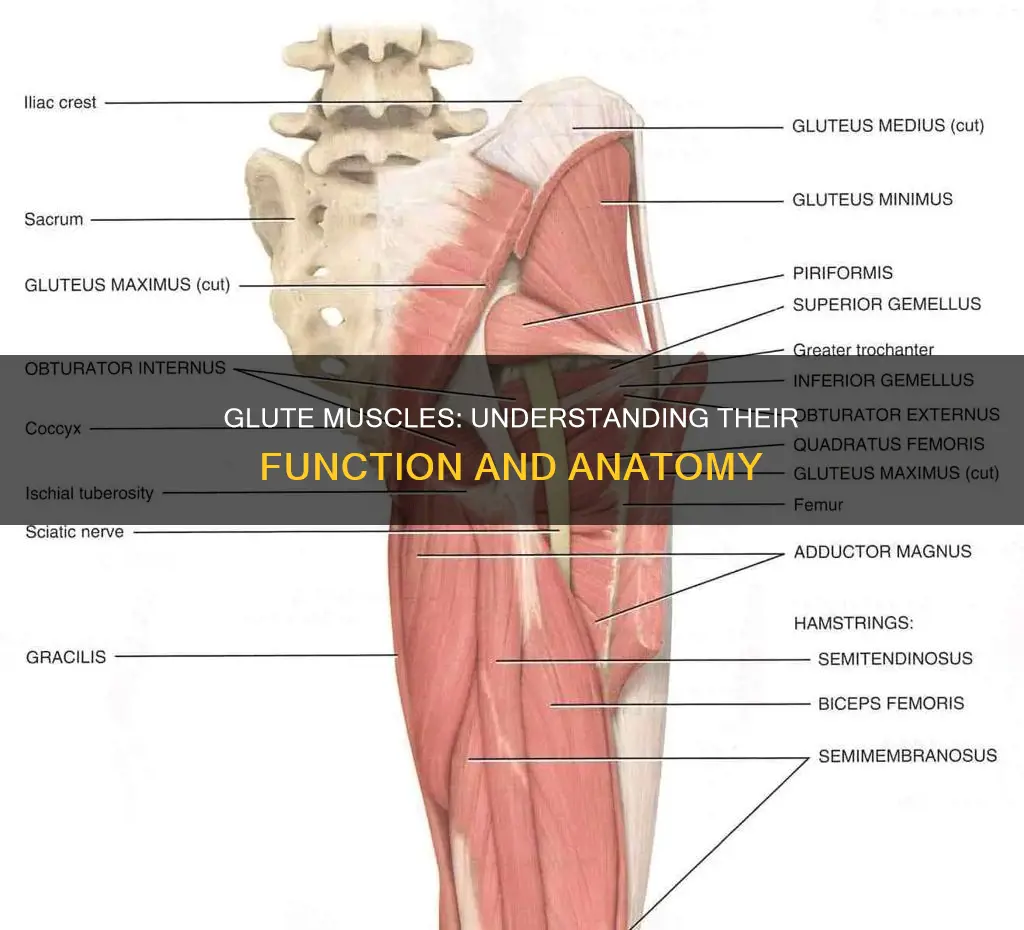 what are your glute muscles