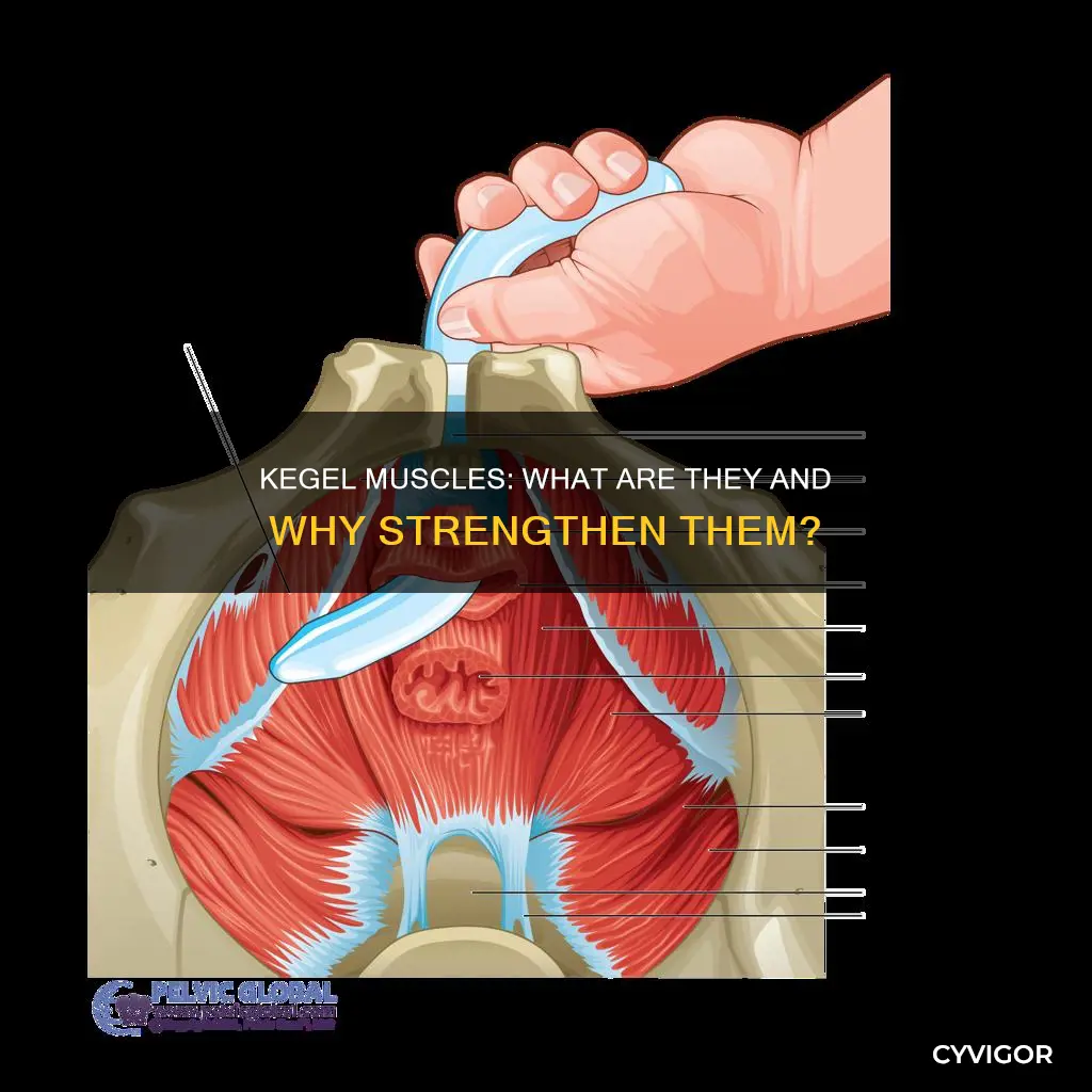 what are your kegel muscles