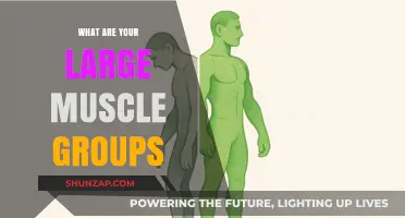 Mastering Movement: Understanding Your Body's Major Muscle Groups
