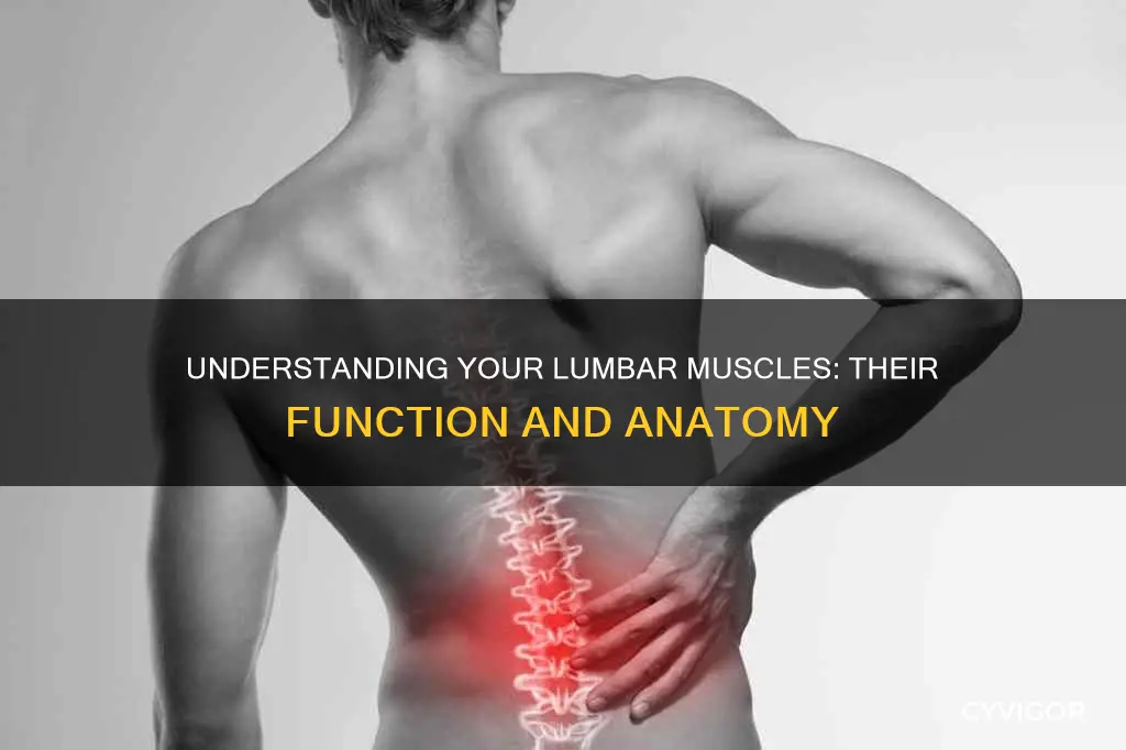 what are your lumbar muscles