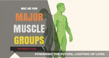 Understanding Your Major Muscle Groups: A Comprehensive Guide to Strength Training