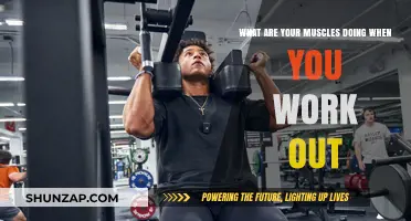 Unveiling Muscle Mechanics: How Your Body Responds to Workouts