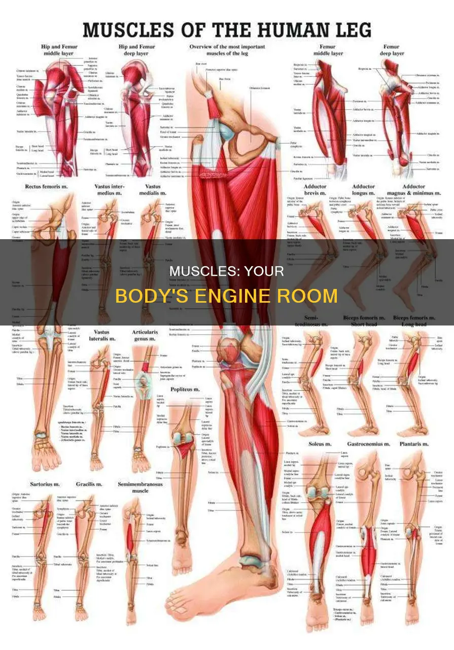what are your muscles