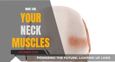 Neck Muscles: Understanding Their Function and Anatomy