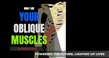 Oblique Muscles: Their Function and Importance