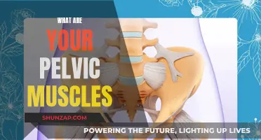 Pelvic Floor Muscles: What Are They?