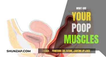 Poop Muscles: What Are They and How Do They Work?