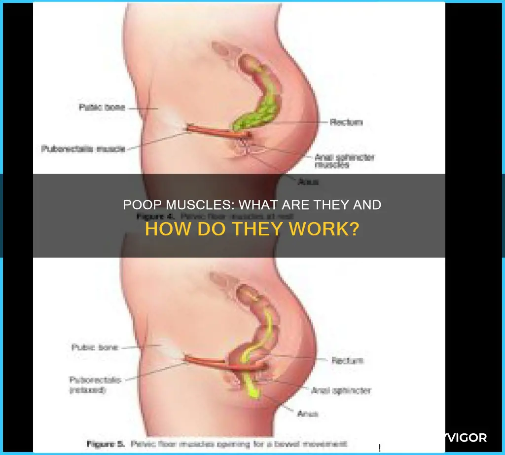 what are your poop muscles