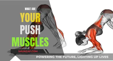 Push Muscles: What You Need to Know