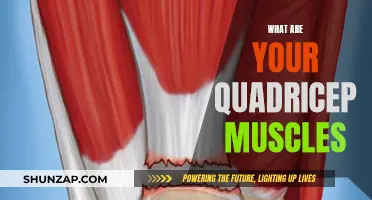 Understanding Quadriceps: The Muscles of Power and Strength